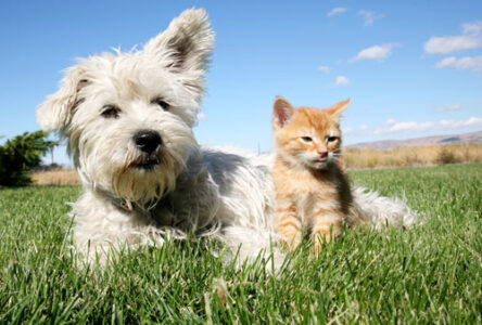 Pet Overpopulation Solutions Image